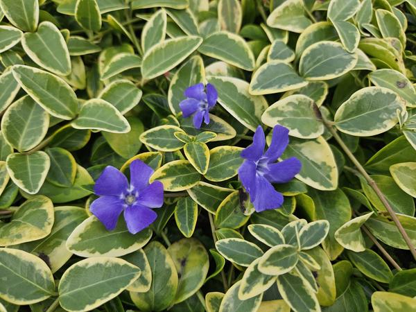 Vinca minor 'Aureovariegata' - ↕10-25cm - Ø9cm - 12x  BotanicBridge