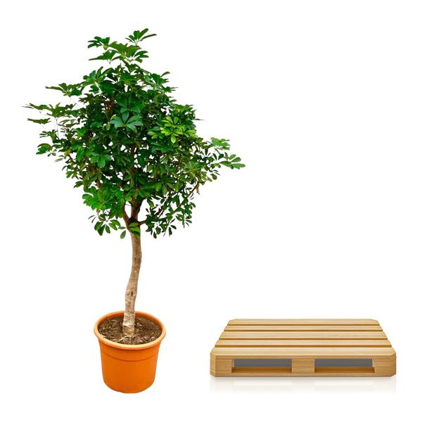 Schefflera op stam - 225cm - ø45  BotanicBridge