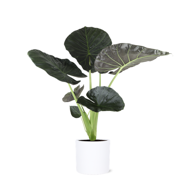 Alocasia Regal Shield Ø24cm - ↕110cm in Era WIT pot  BotanicBridge