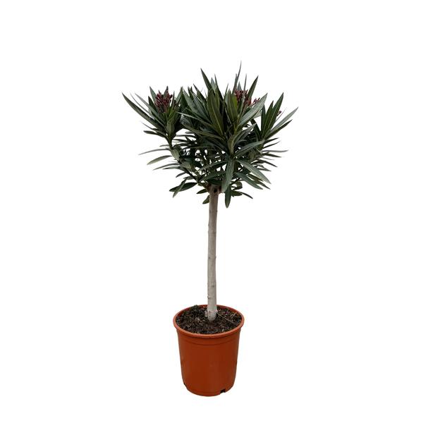 Nerium Oleander op stam met witte bloem - 90cm - Ø22  BotanicBridge