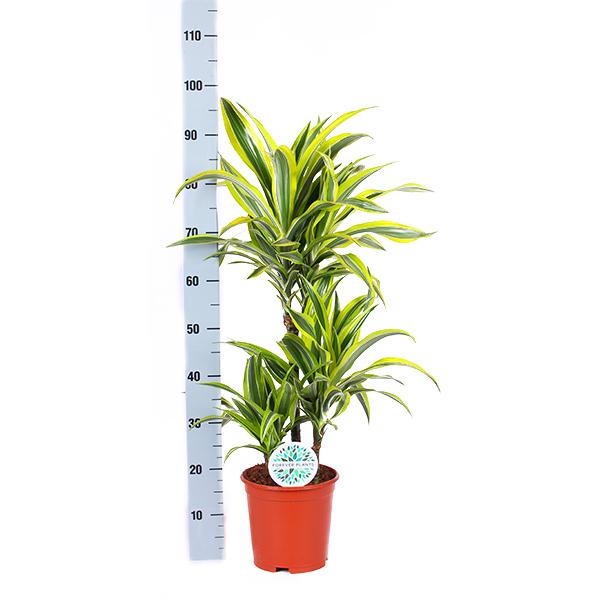 Dracaena Lemon Lime Ø21cm - ↕65cm in Vibes BLUE pot  BotanicBridge