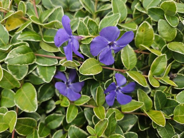 Vinca minor 'Ralph Shugert' - ↕10-25cm - Ø9cm - 12x  BotanicBridge