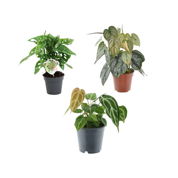 Groen mix 3 planten - Monstera obliqua 'Monkey Leaf' - 25 cm - ø12 - Philodendron Brandtianum - 35 cm - ø12 - Anthurium Chrystallium - 35 cm - ø12  BotanicBridge