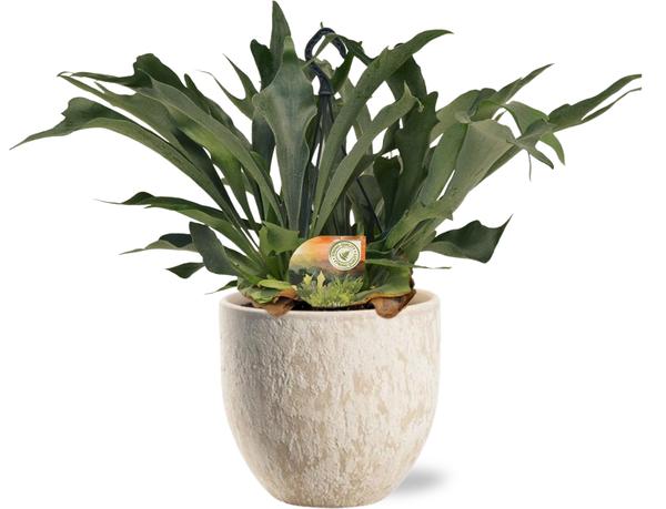 Platycerium Bifurcatum - Ø21cm - ↕50cm + Sem Pot D24x22cm - Beige  BotanicBridge