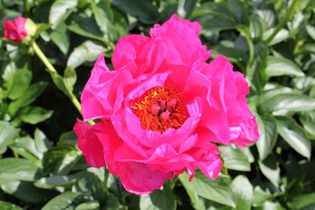 Paeonia 'Pantatay' - 10x  BotanicBridge