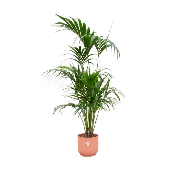 Combi deal - Kentia palm inclusief elho Vibes Fold Round roze Ø30 - 180 cm  BotanicBridge