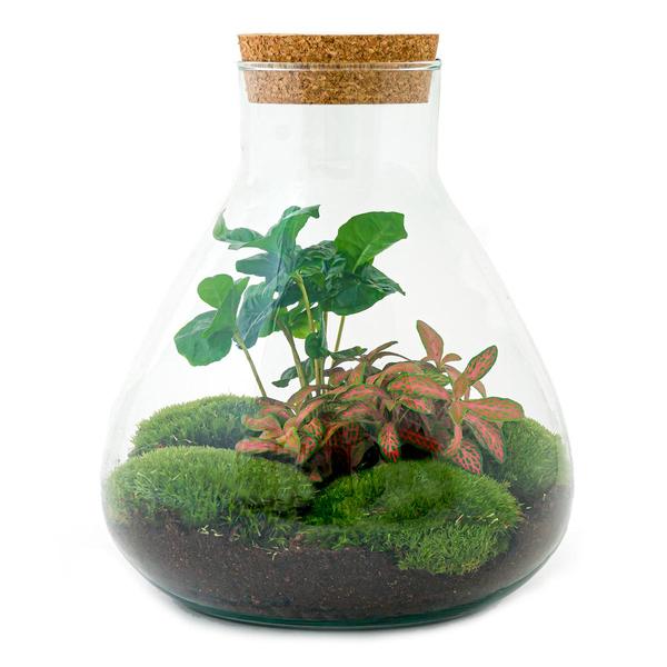 DIY terrarium - Sammie Coffea - ↕ 27 cm - Rake + Shovel + Tweezer  BotanicBridge