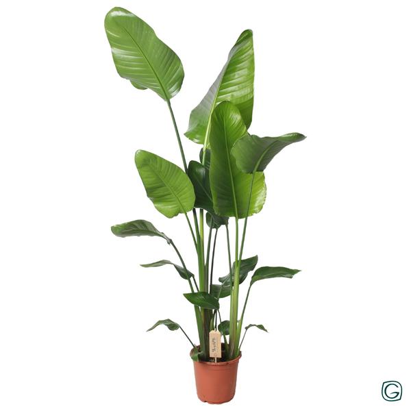 Strelitzia Nicolai 130cm - Ø21cm - ↕130cm  BotanicBridge