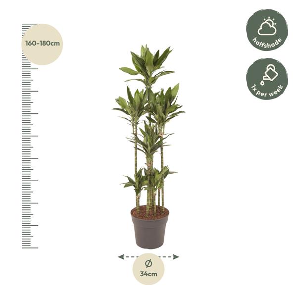 Dracaena Janet Lind Carrousel - 170 cm - ø34  BotanicBridge