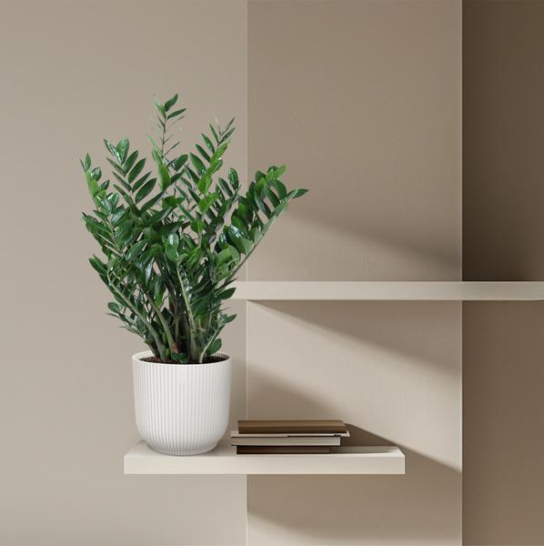 Zamioculcas Zamiifolia - 100 cm - ø27  BotanicBridge