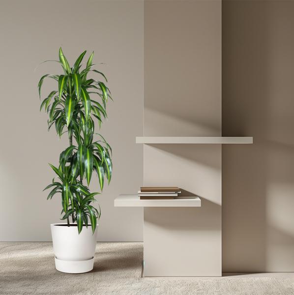 Dracaena Hawaiiana - 160 cm - ø24  BotanicBridge