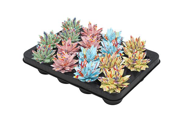 Echeveria Coloured Splash Pastel Mix - 16 stuks - Ø6cm - ↕8cm  BotanicBridge