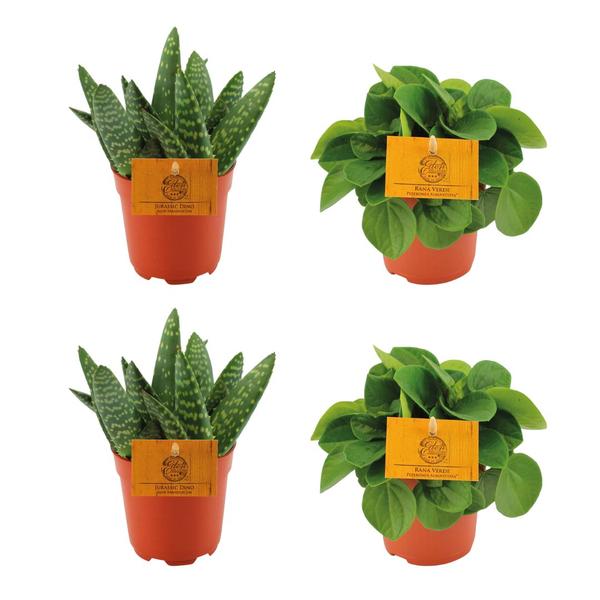 2x Aloe Paradisicum + 2x  Peperomia Rana Verde - 4 stuks - Ø10.5cm - ↕10cm  BotanicBridge