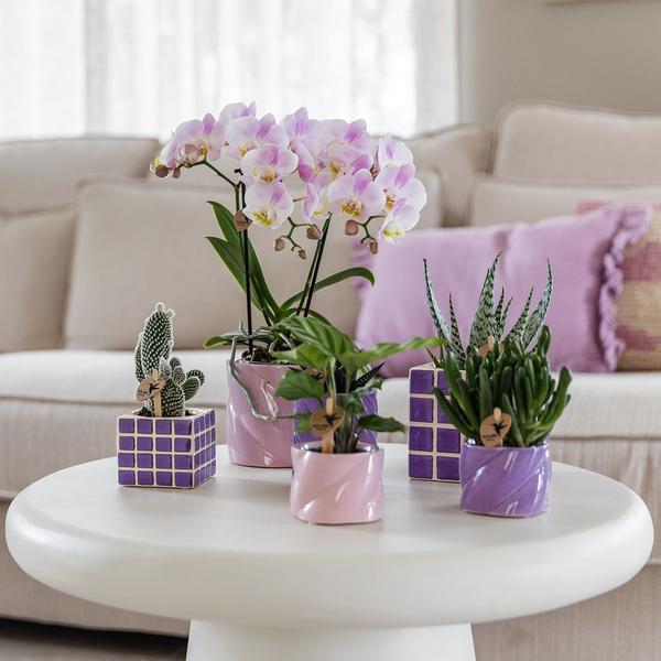 Kolibri Home | Candy sierpot - Lilac - Ø6cm  BotanicBridge