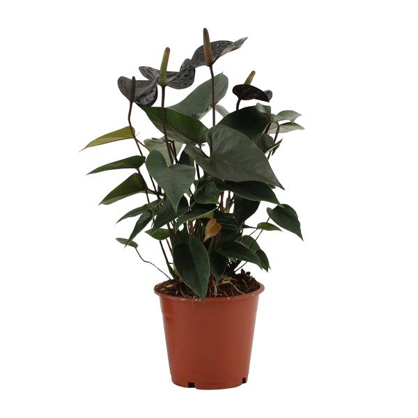 Anthurium Black Love In Transparant Sleeve - Ø12cm - ↕36cm  BotanicBridge