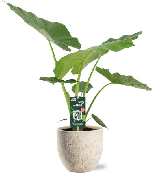 Alocasia Macrorrhiza - Ø19cm - ↕70cm + Sem Pot D20x18cm - Beige  BotanicBridge