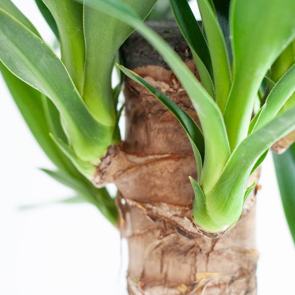 Dracaena  Janet Lindt met Sofia mand naturel - 95cm - Ø21  BotanicBridge