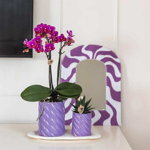 Kolibri Orchids | Gift set Optimism small lila | Groene plant met oranje Phalaenopsis orchidee in Candy sierpotten op wit organisch dienblad  BotanicBridge