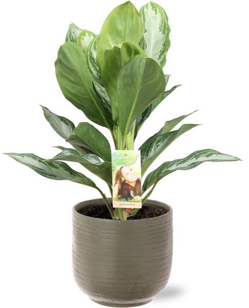 Aglaonema Silver Bay - Ø17cm - ↕55cm + Aresso Pot D18x16,5cm - Grijs Groen  BotanicBridge