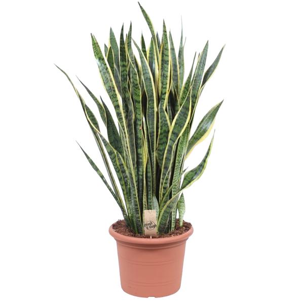 Sansevieria Laurentii - 100 cm - ø35  BotanicBridge