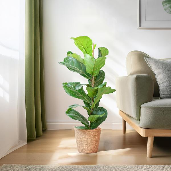 Ficus Lyrata met Mand Sofia naturel - 80cm - Ø21  BotanicBridge