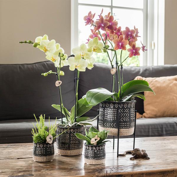 Kolibri Home | Plantenstandaard - Zwart metalen planten verhoging Ø12cm  BotanicBridge