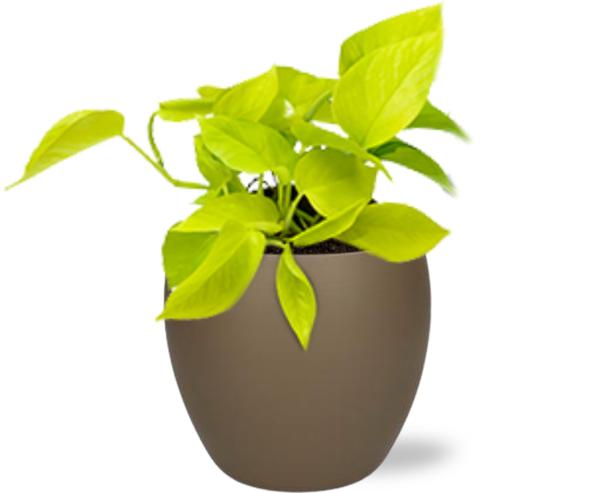 Epipremnum Golden Pothos - Ø12cm - ↕15cm + Bowl Pot D13/14.5x13cm - Bruin  BotanicBridge