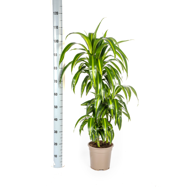 Dracaena Deremensis Hawaiian Sunshine Ø21cm - ↕100cm  BotanicBridge