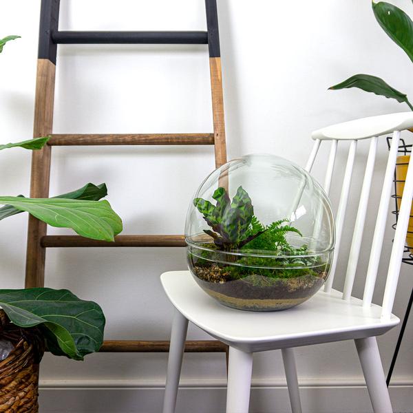 DIY terrarium - Dome XL - ↕ 30 cm - Rake + Shovel + Tweezer + Scissors  BotanicBridge