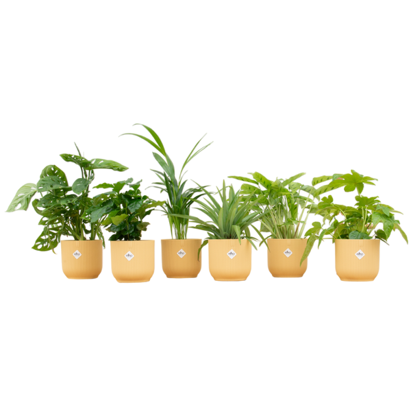 Verrassingsbox - 6 planten inclusief elho Vibes Fold Round Ø14 botergeel  BotanicBridge