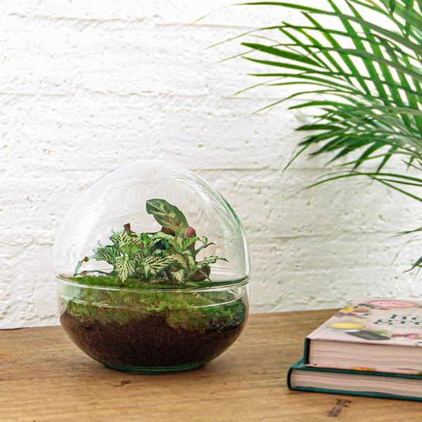 DIY terrarium - Dome - ↕ 20 cm - Normal  BotanicBridge