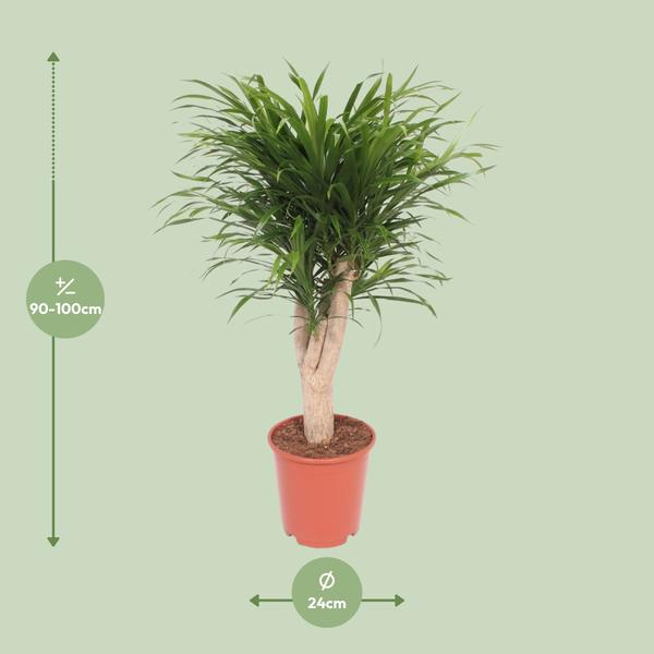 Dracaena Reflexa Anita - Ø24cm - ↕100cm  BotanicBridge