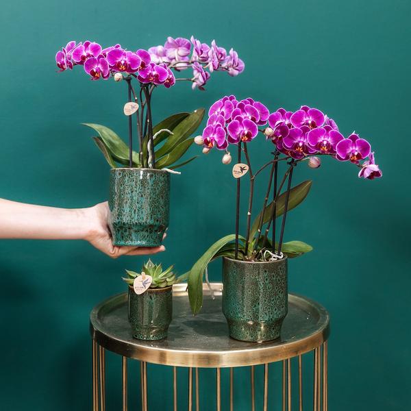 Kolibri Orchids | Paarse phalaenopsis orchidee - Morelia Classy green- potmaat Ø9cm | bloeiende kamerplant - vers van de kweker  BotanicBridge