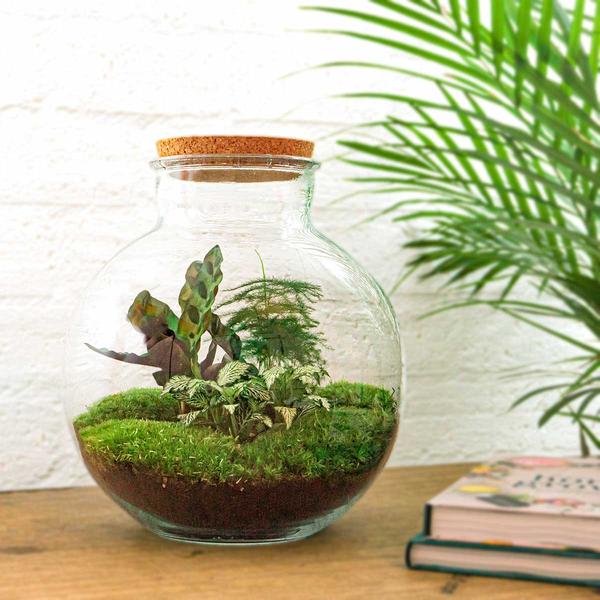 DIY terrarium - Bolder Bob - ↕ 30 cm - Rake + Shovel + Tweezer  BotanicBridge