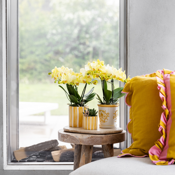 Kolibri Home | Painted stripe  - Yellow - Ø6cm  BotanicBridge