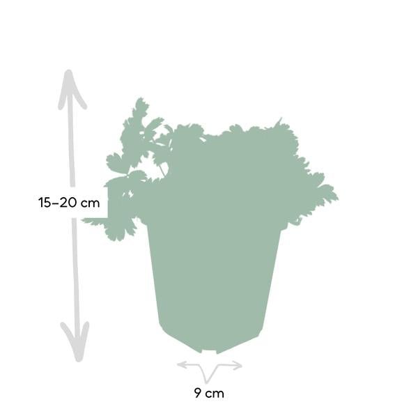 Waldsteinia ternata - ↕10-25cm - Ø9cm - 6x  BotanicBridge