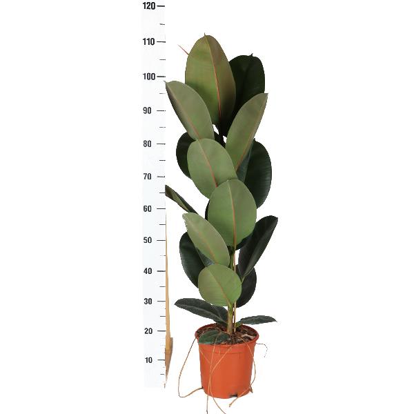 Ficus Elastica Robusta - Ø21cm - ↕90cm in Vibes WIT pot  BotanicBridge