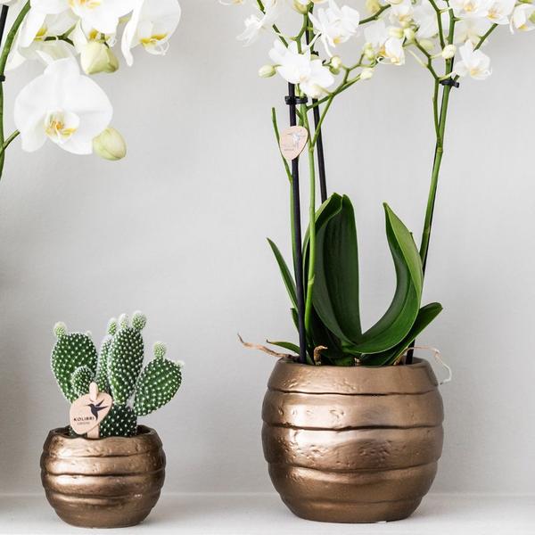 Kolibri Orchids | Plantenset Home Hub grey small | Groene planten met witte Phalaenopsis orchidee in koperkleurige sierpotten en zwart dienblad  BotanicBridge