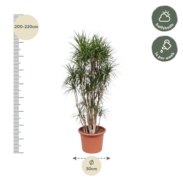 Dracaena Marginata vertakt - 220 cm - ø40  BotanicBridge