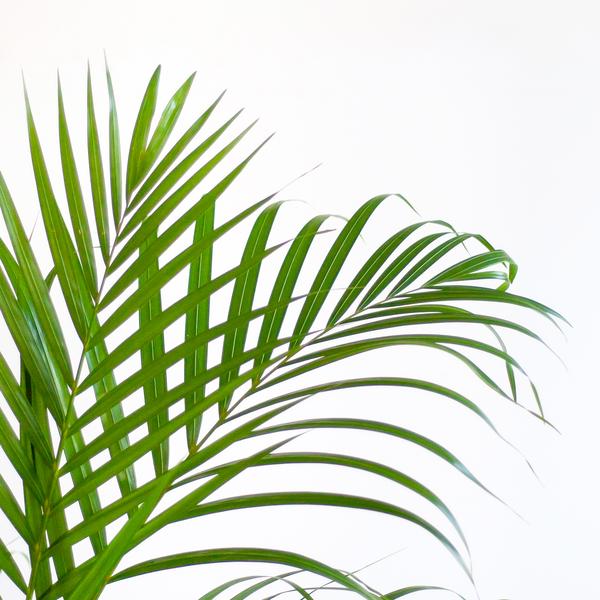 Areca Palm (Dypsis) mit Viber Grijs - 100cm - Ø21  BotanicBridge