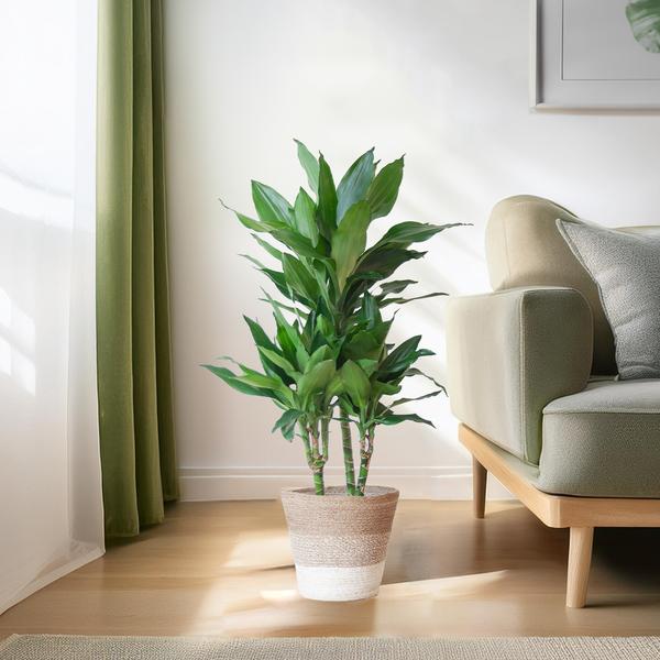 Dracaena  Janet Lindt met mand Lissabon wit - 95cm - Ø21  BotanicBridge