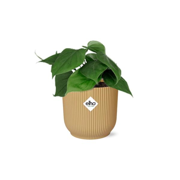 Philodendron Scandens in ELHO Vibes Fold 14cm geel  BotanicBridge