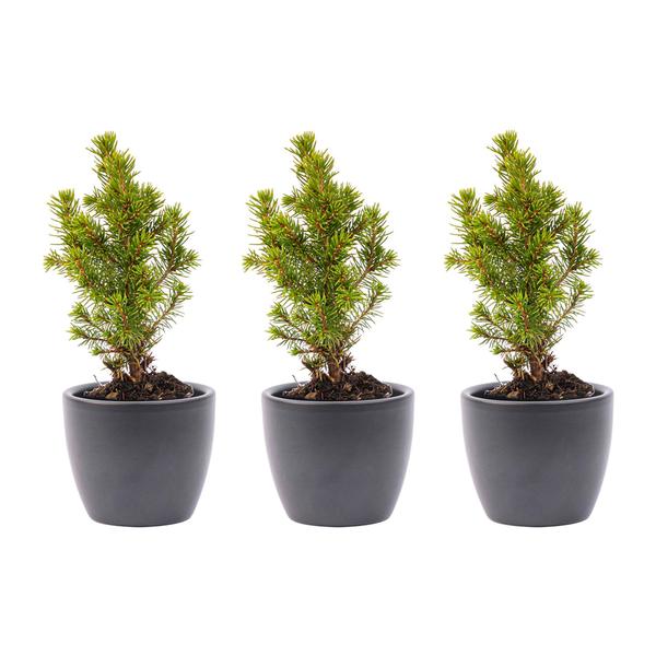 Mini-kerstboom set 3 - inclusief Boule Antraciet pot  BotanicBridge