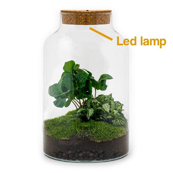 DIY terrarium - Milky Coffea met lamp - ↕ 31 cm - Rake + Shovel  BotanicBridge