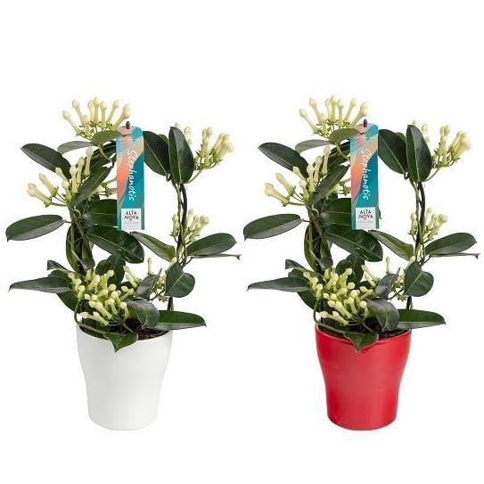 Stephanotis 7-8 Tros Boog Keramiek Anna Rood/Wit - 2 stuks - Ø13cm - ↕45cm  BotanicBridge