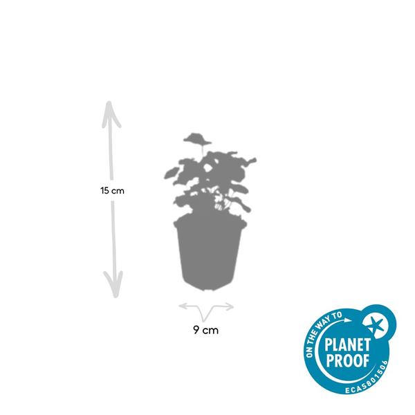 Alchemilla mollis - ↕10-25cm - Ø9cm - 6x  BotanicBridge