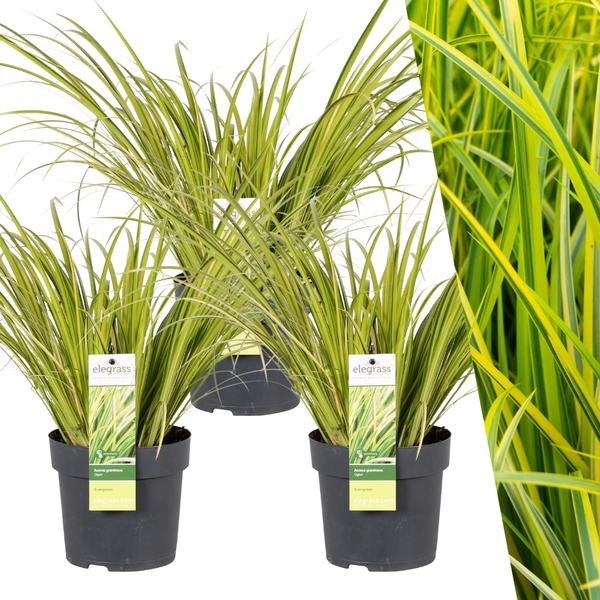 3 x Acorus gramineus 'Ogon' - Ø 14 cm - ↨ 30 cm  BotanicBridge