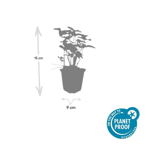 Fragaria vesca - ↕10-25cm - Ø9cm - 20x  BotanicBridge