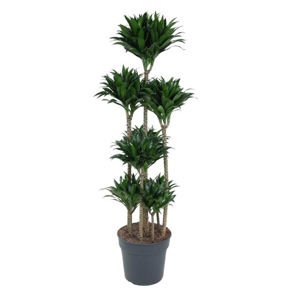 Dracaena Compacta Carrousel - 160 cm - ø34  BotanicBridge