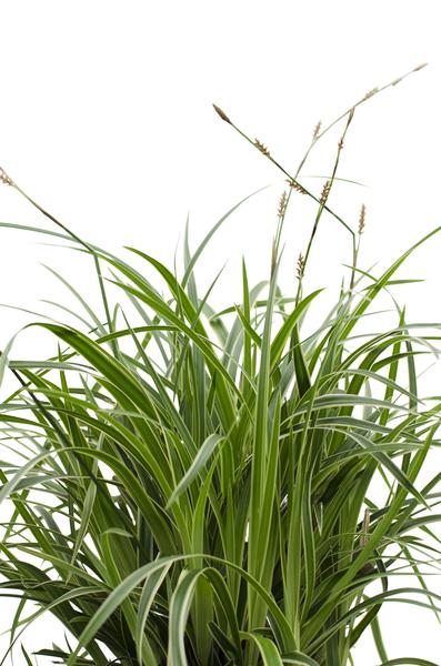 Carex morrowii 'Ice Dance' - Ø14cm - ↕30cm  BotanicBridge